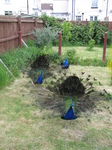 SX26992 Two Peacocks display fanning feathers [Pavo cristatus] in garden.jpg